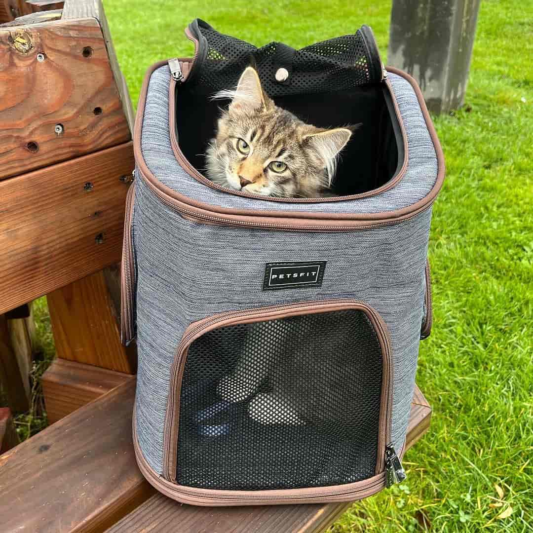 PETSFIT Hunde Rucksack für Katzen